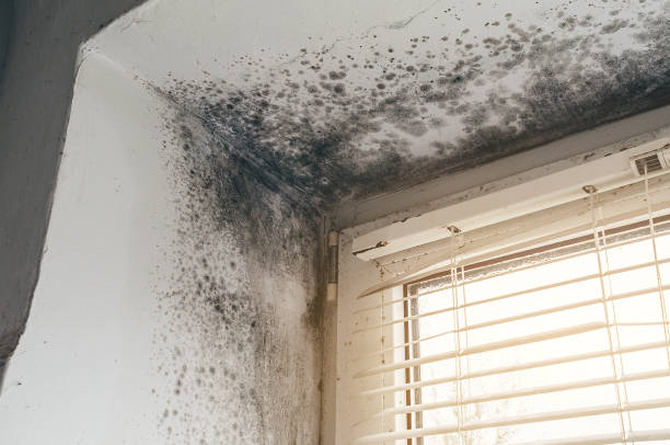 Affordable Mold Remediation solutions in Woodland, NC